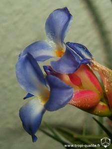 Tillandsia bergeri spécimen #3 fleur (probablement un hybride, cliquez pour agrandir)