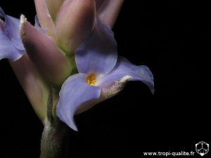 Tillandsia bergeri spécimen #4 fleur (probablement un hybride, cliquez pou agrandir)