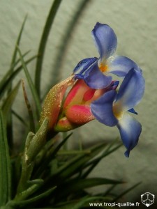 Tillandsia bergeri spécimen #3 inflorescence (probablement un hybride, cliquez pour agrandir)