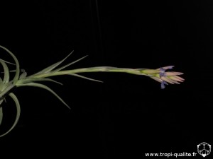 Tillandsia bergeri spécimen #4 inflorescence (probablement un hybride, cliquez pou agrandir)