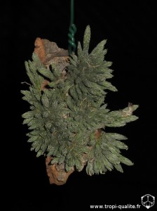 Tillandsia minutiflora (cliquez pour agrandir)