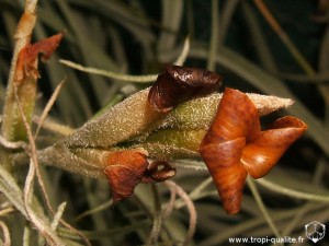 Tillandsia caliginosa fleur (cliquez pour agrandir)