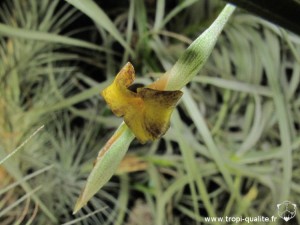 Tillandsia caliginosa fleur jaune (cliquez pour agrandir)