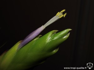 Tillandsia fasciculata spécimen #2 fleur (cliquez pour agrandir)
