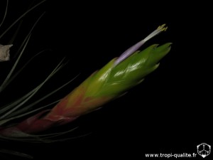 Tillandsia fasciculata spécimen #2 inflorescence (cliquez pour agrandir)