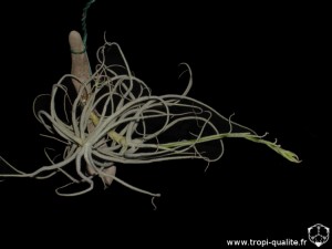 Tillandsia grao-mogulensis (cliquez pour agrandir)