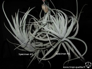 Tillandsia leonamiana spécimens #2 et #2 (cliquez pour agrandir)