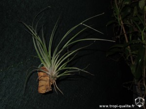 Tillandsia propagulifera (cliquez pour agrandir)