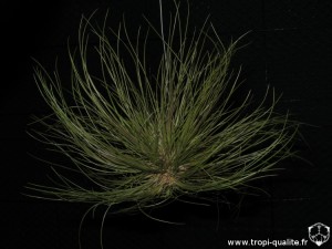 Tillandsia pseudosetacea 2013 (cliquez pour agrandir)