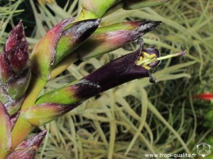 Tillandsia secunda spécimen #1 fleur (cliquez pour agrandir)
