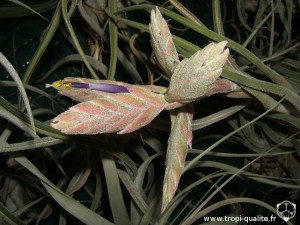 Tillandsia seleriana inflorescence (cliquez pour agrandir)