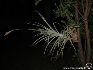 Tillandsia straminea Soft leaf form, Bush form ou Stem form (cliquez pour agrandir)
