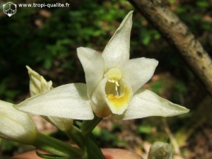 Cephalanthera damasonium (cliquez pour agrandir)