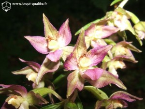 Epipactis atrorubens (cliquez pour agrandir)