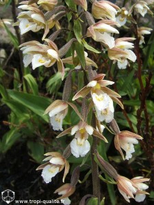 Epipactis palustris (cliquez pour agrandir)