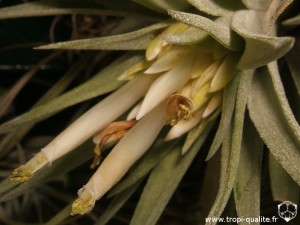 Floraison Tillandsia plagiotropica fleur 11/2012 (cliquez pour agrandir)