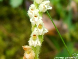 Goodyera repens (cliquez pour agrandir)