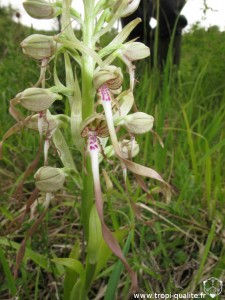 Himantoglossum hircinum fleur (cliquez pour agrandir)