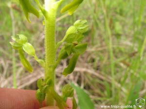 Listera ovata (cliquez pour agrandir)