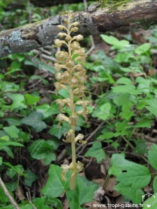 Neottia nidus-avis (cliquez pour agrandir)