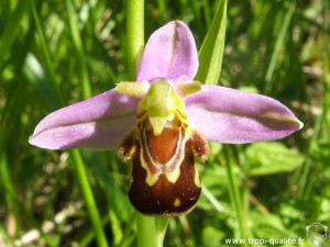 Ophrys apifera (cliquez pour agrandir)