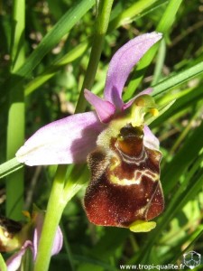 Ophrys fuciflora (cliquez pour agrandir)