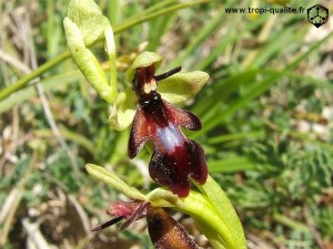 Ophrys insectifera (cliquez pour agrandir)