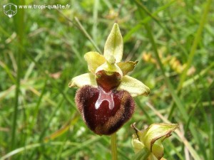 Ophrys sphegodes (cliquez pour agrandir)