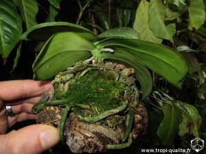 Phalaenopsis gigantea 2013 (cliquez pour agrandir)