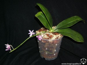 Floraison Phalaenopsis modesta (cliquez pour ouvrir)