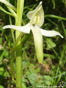 Platanthera bifolia (cliquez pour agrandir)