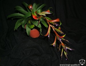 Tillandsia leiboldiana (cliquez pour agrandir)