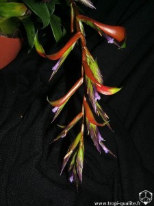 Tillandsia leiboldiana inflorescence (cliquez pour agrandir)