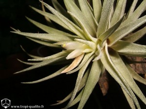 Floraison Tillandsia plagiotropica fleur (cliquez pour agrandir)