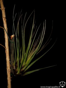 Tillandsia  melanocrater 2010 (cliquez pour agrandir)