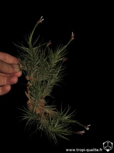 Floraison Tillandsia tenuifolia 'Minima' (cliquez pour agrandir)