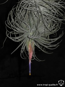 Tillandsia velickiana spécimen #2 (cliquez pour agrandir)