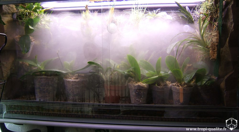 comment avoir plus d humidite dans un terrarium