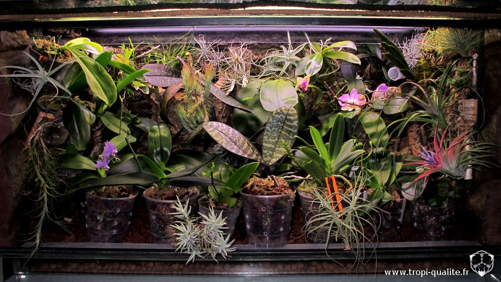 Plantes pour le terrarium –