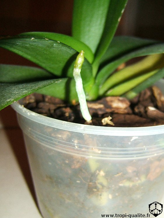 Coupe remplie de billes d'argile sous un phalaenopsis en pot