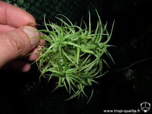 Tillandsia aeranthos 'Miniata' (cliquez pour agrandir)