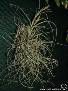 Floraison Tillandsia baileyi (cliquez pour agrandir) Floraison Tillandsia baileyi (cliquez pour agrandir)