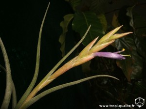 Tillandsia baileyi inflorescence (cliquez pour agrandir)
