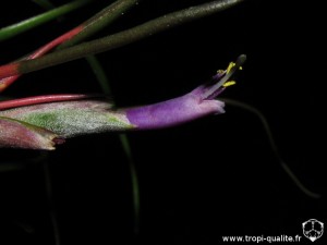 Tillandsia bulbosa Elongata form fleur (cliquez pour agrandir)