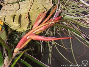 Tillandsia bulbosa inflorescence (cliquez pour agrandir)