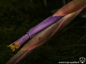 Tillandsia butzii fleur (cliquez pour agrandir)