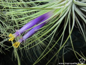 Tillandsia magnusiana fleur (cliquez pour agrandir)