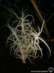 Tillandsia paleacea spécimen #1 (cliquez pour agrandir)
