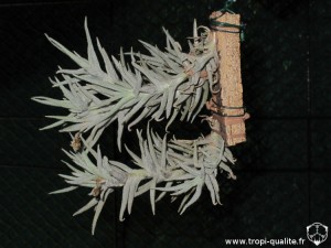 Tillandsia paleacea spécimen #3 parfois appelé T. paleacea Enano (cliquez pour agrandir)
