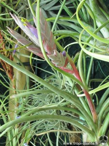 Tillandsia pseudobaileyi inflorescence (cliquez pour agrandir)